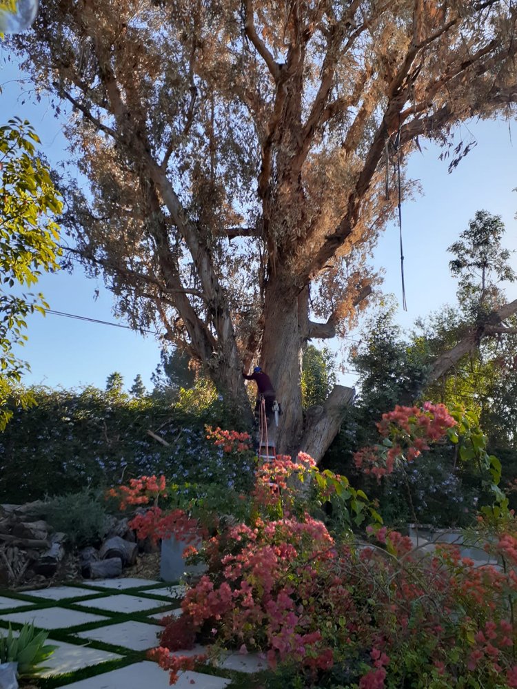 Tree trimming project by Juan's Gardening Service